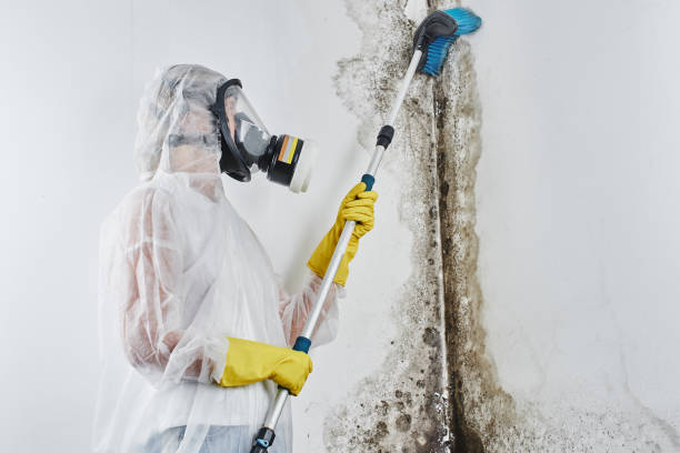 Best Emergency Mold Removal  in Kenedy, TX