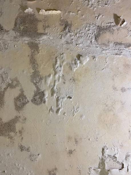 Best Fast Mold Removal  in Kenedy, TX