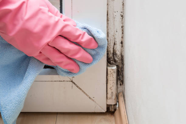 Home Mold Removal in Kenedy, TX