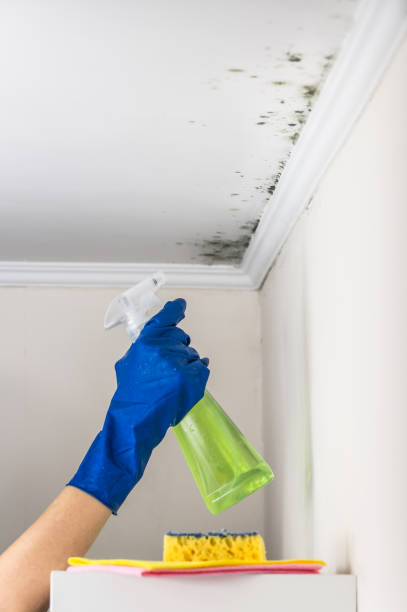 Best Mold Cleaning Services  in Kenedy, TX